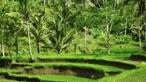 Surga Hijau di Ubud: Benarkah Masih Menjadi Obat Paling Ampuh Buat Jiwa yang Lelah?