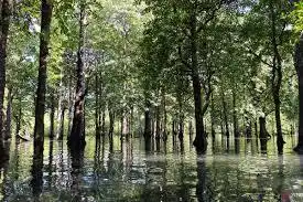Kalimantan Bukan Cuma Soal Tambang: Menemukan Kedamaian di Labirin Hijau Mangrove