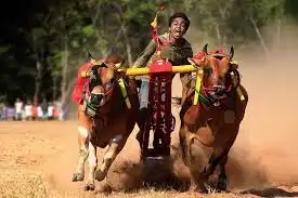 Menyesap Debu dan Adrenalin di Lintasan Karapan Sapi Madura