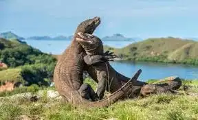 Menjelajahi Eksotisme Pulau Komodo: Mesin Waktu ke Zaman Prasejarah di Tengah Laut NTT