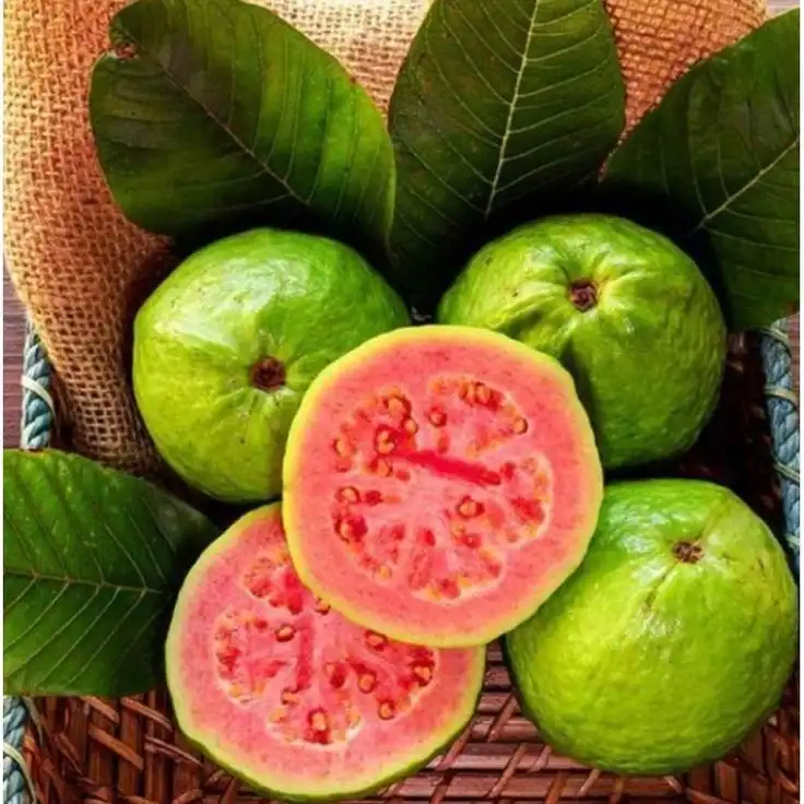 Jambu Biji: Si Superhero Lokal yang Sering Kita Sepelekan demi Jeruk