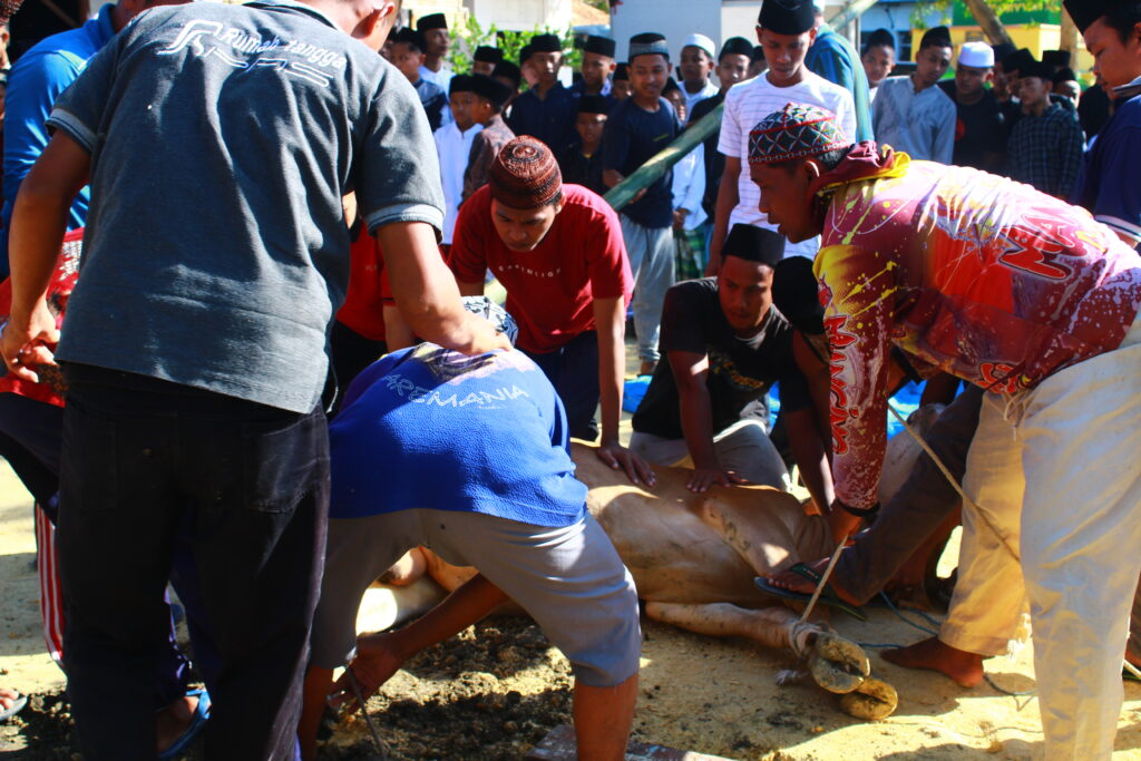 Resmi Mendapatkan Surat Kesehatan, Penyembelihan Lancar 