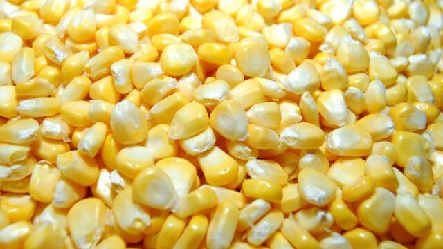 Pengganti Nasi, Jagung Alasan Kuat Untuk Sehat