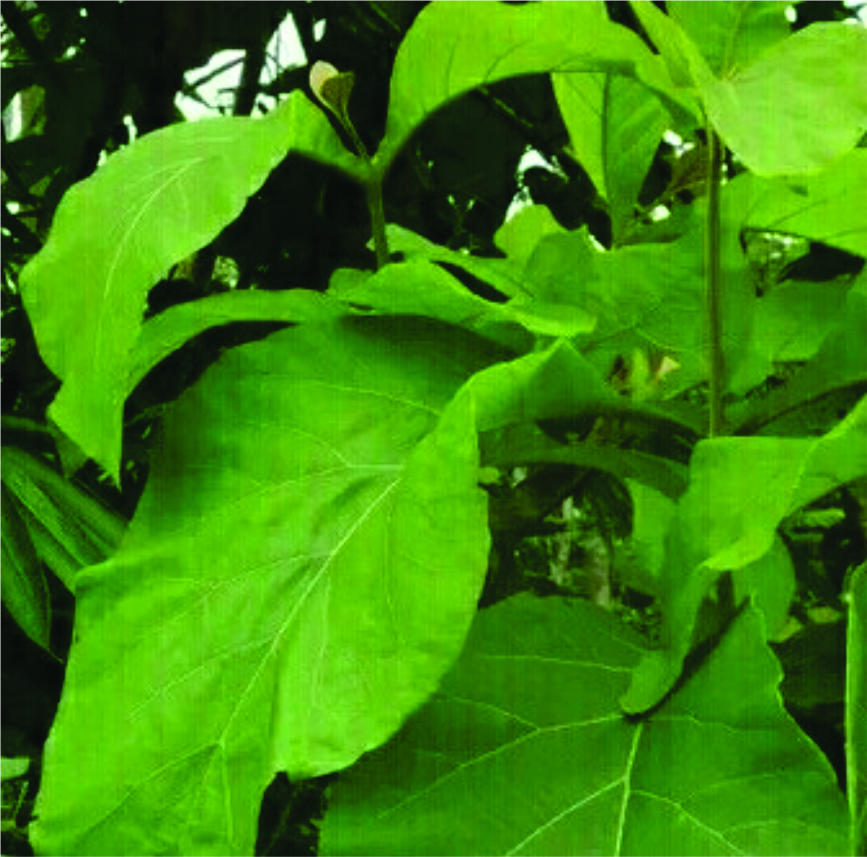 Manfaat Daun Jati : Pentingnya Menjaga Kesehatan Tubuh