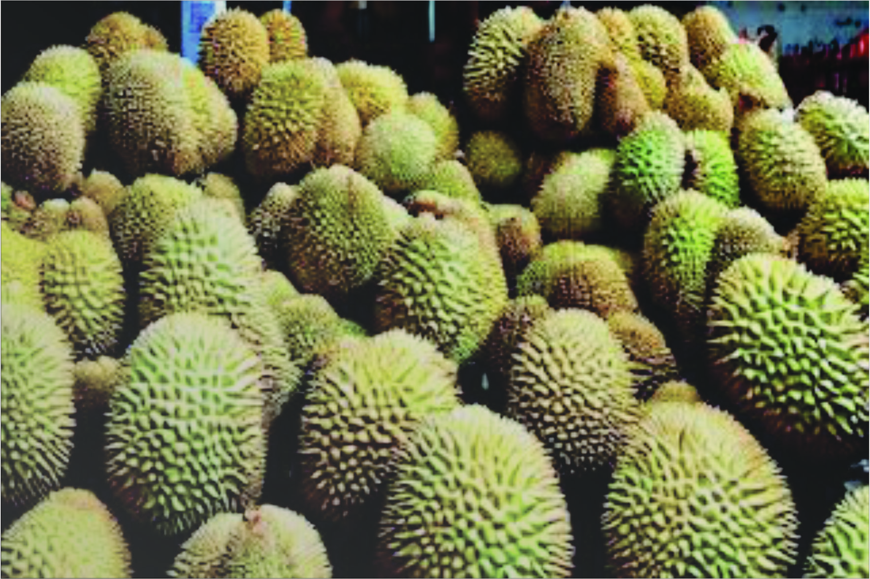 KULIT DURIAN TAK ADA LAWAN